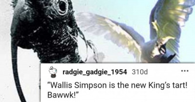 Meet This Sulphur-Crested Cockatoo Named Cocky Bennett, The Oldest Known Bird In The World Who Lived 120 Years And Had His Own Phrases