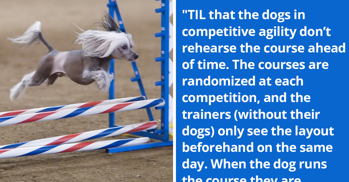 A Viral Reddit Post About Dogs In Competitive Agility Prompts Redditors