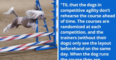 A Viral Reddit Post About Dogs in Competitive Agility Prompts Redditors to Share Videos of the Goofiest Competitors