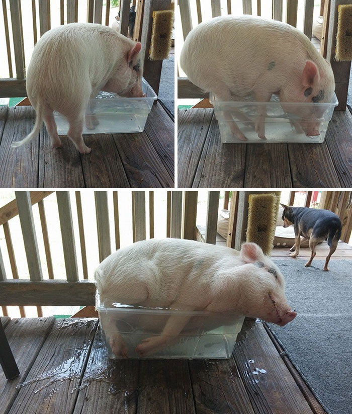 5. If It Fits, I Sits: Pig Edition