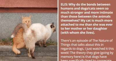 Informative Reddit Thread Discussing Why Dogs And Cats Bond More With Humans Than Their Fellow Animals