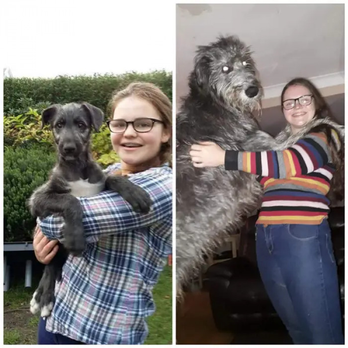 17. Scottish deerhound Fergus grows bigger every day.