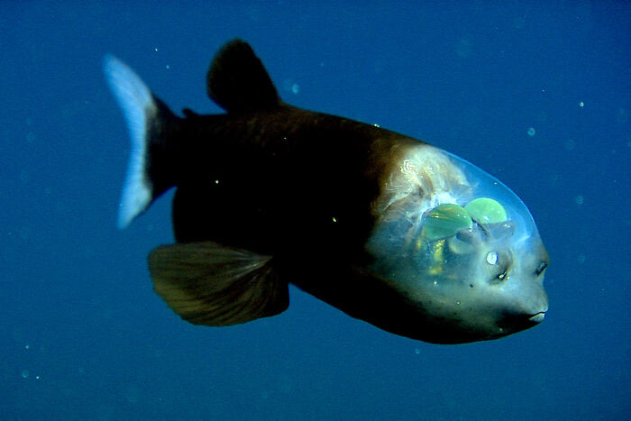 Barreleye Fish