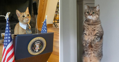 41 Cats And Dogs Sure To Improve Your Day