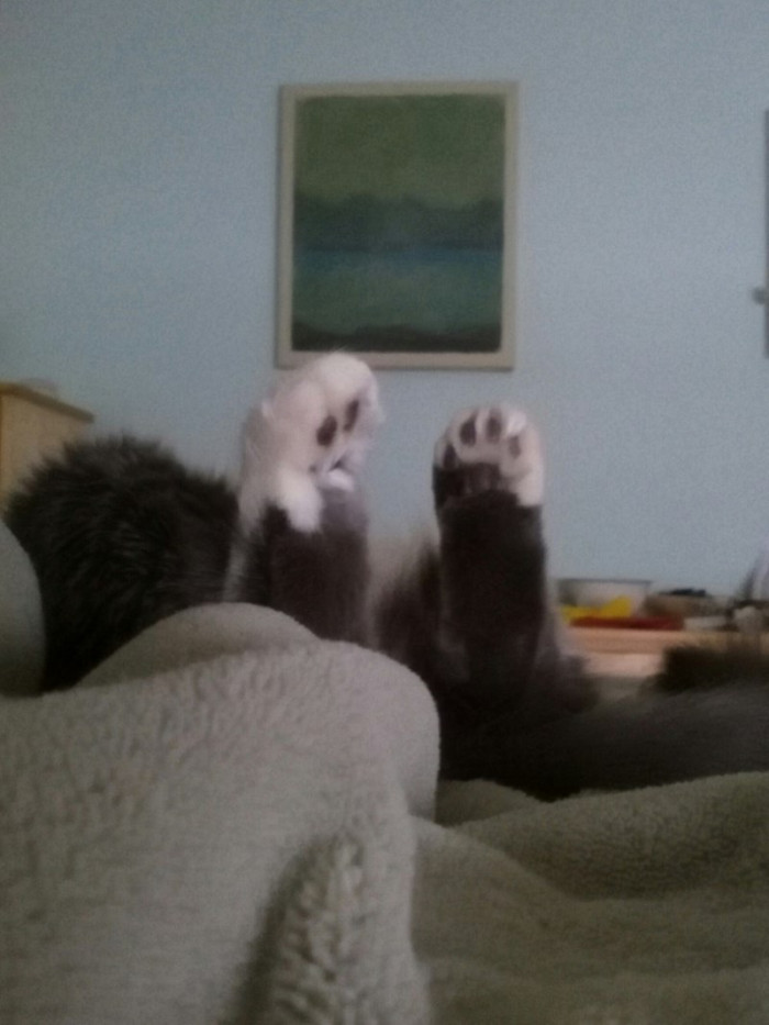 1. "This one is a classic. I woke up the day after St. Patrick's Day like this. I thought my kitty, Sarge, had gone pub crawling without me. Miss you, little girl."