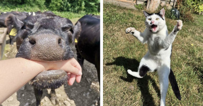 100 Animals Who Forget to Act Normal