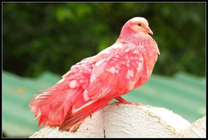 8. The Red White Roller Pigeon breed