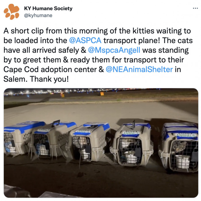 The organization was thrilled to announce that their beloved shelter cats had arrived safely in Massachusetts.