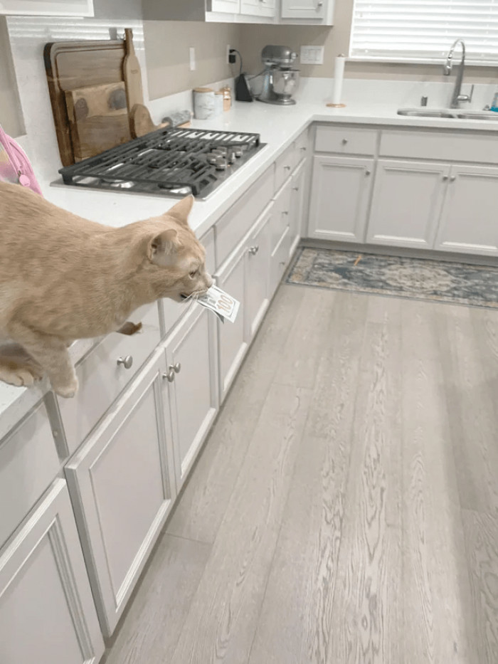 12. "Blamed the kids for taking money out of my purse only to find that we have a cat burglar."