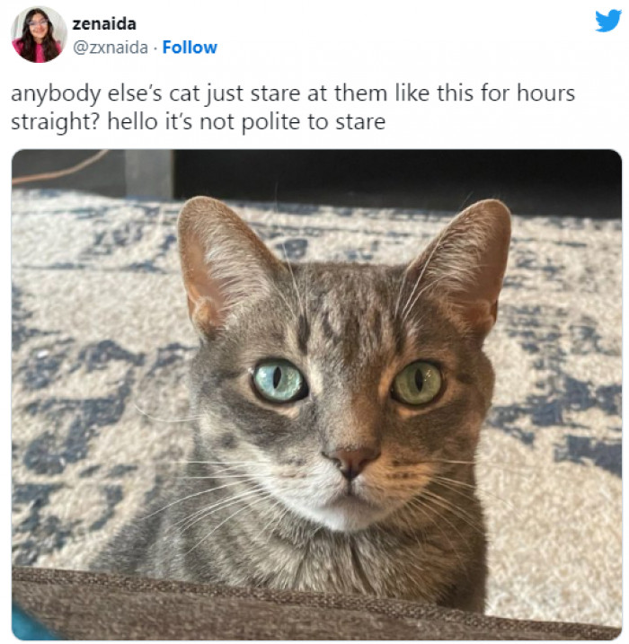 24. Yes, Cats Love Doing That to Freak Us Out.