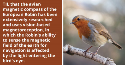 Meet The European Robin, A Bird That Uses Vision-Based Magnetoreception To Sense The Magnetic Field Of The Earth
