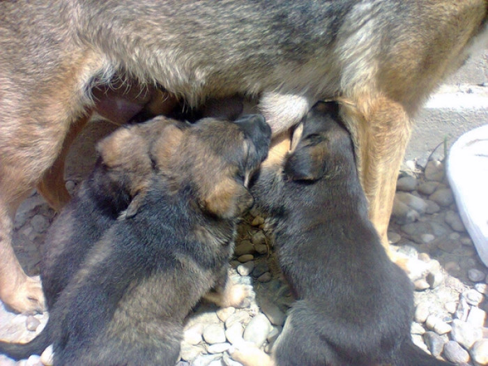 Under Vesna's nurturing care, the puppies flourished, finding peace and tranquility as they nursed undisturbed.