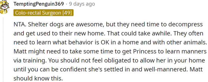 Shelter dogs need time to adjust. Taking them too soon to a crowded, strange home could prove to be disastrous.