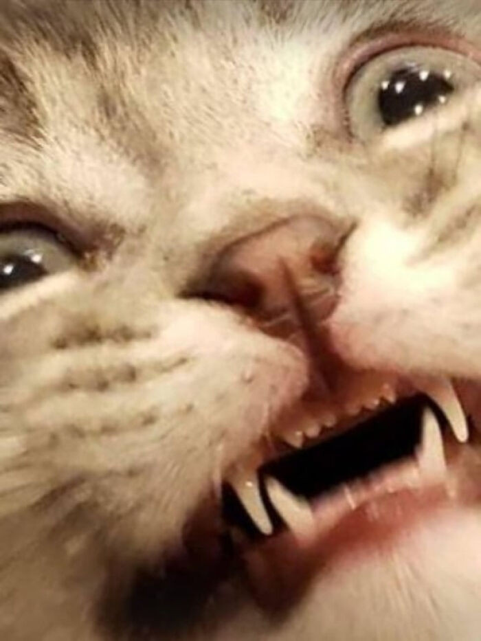 "I Found An Old Photo Of My Cat, He's Pretty Silly"