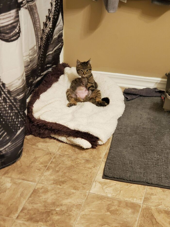 "Meet Bermuda, 24 Hours Post-Op And She Turned Into A Picasso. 72 Hours And Nothing Stops Her From Living Life."