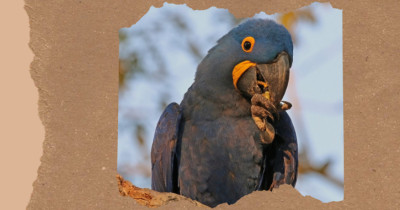 South American Birds: 18 Species From the Andes, Amazon, and Patagonia