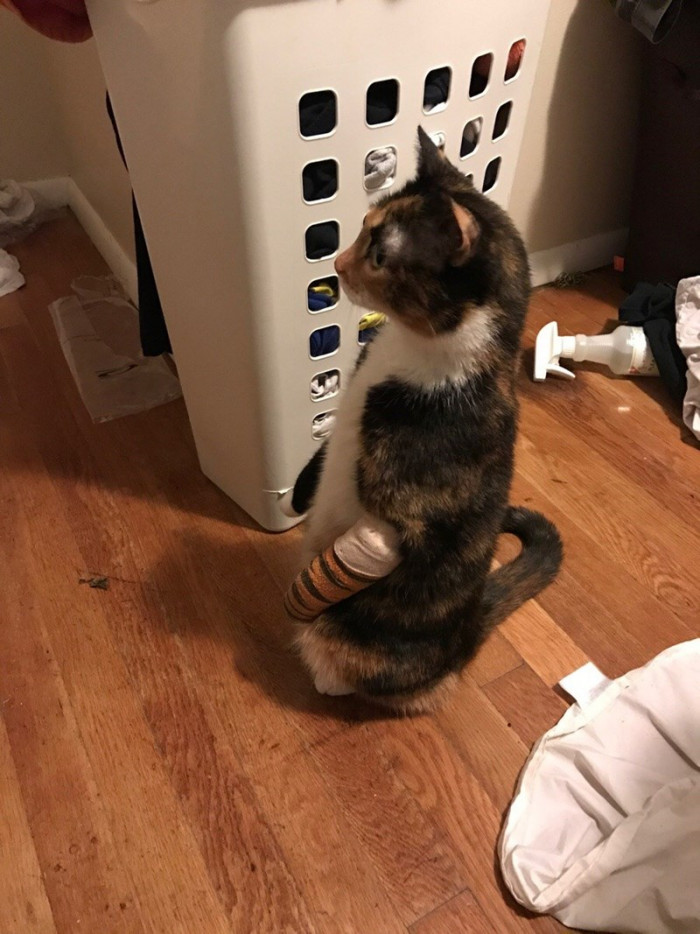 12. Think, kitty, think...