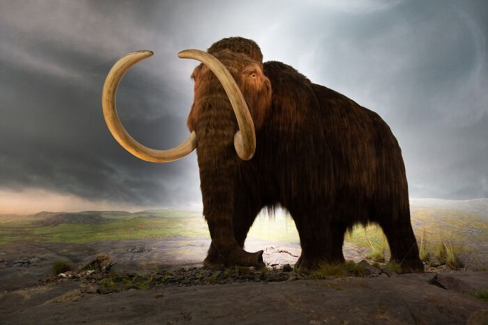 Woolly Mammoth - Extinct Around 8000 BCE