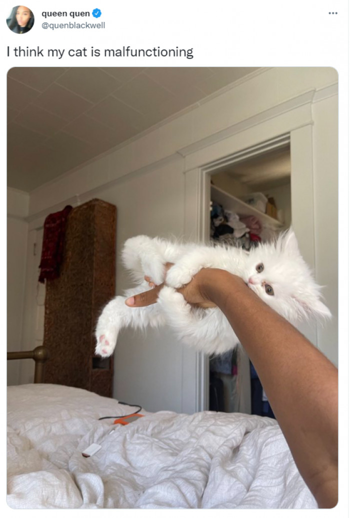 3. This kitten figured out how to manipulate the Matrix