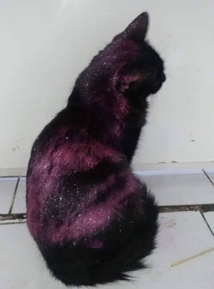 Cat decides to roll itself into glitter. The result is astounding!