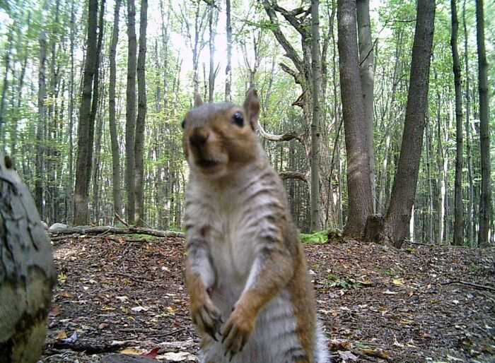 18. My Dad Captured This Little Guy On His Trail Cam