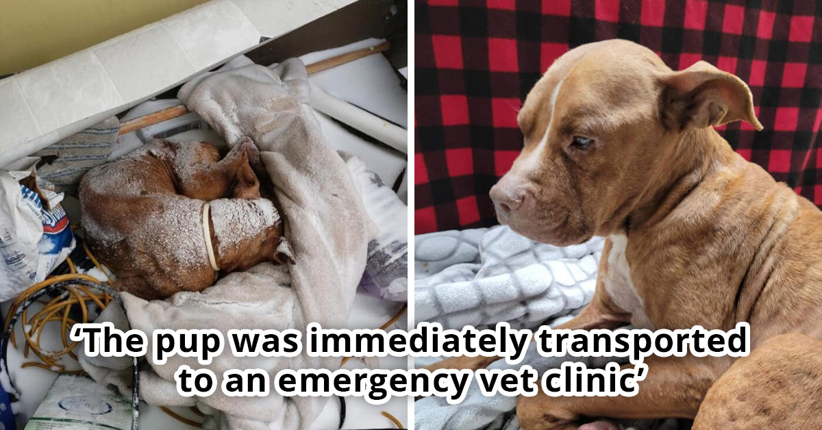 Senior Dog Emmy Rescued From Freezing Cold in Ecorse, Michigan