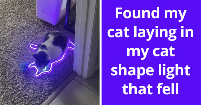 Picture Of Cat Who Fell Inside A Cat-Shaped Neon Light Causes Stir As Redditors Smell A Ruse