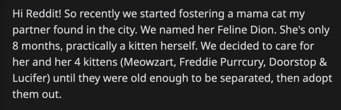 OP and their partner found a mama cat that needed help and took her in along with her kittens