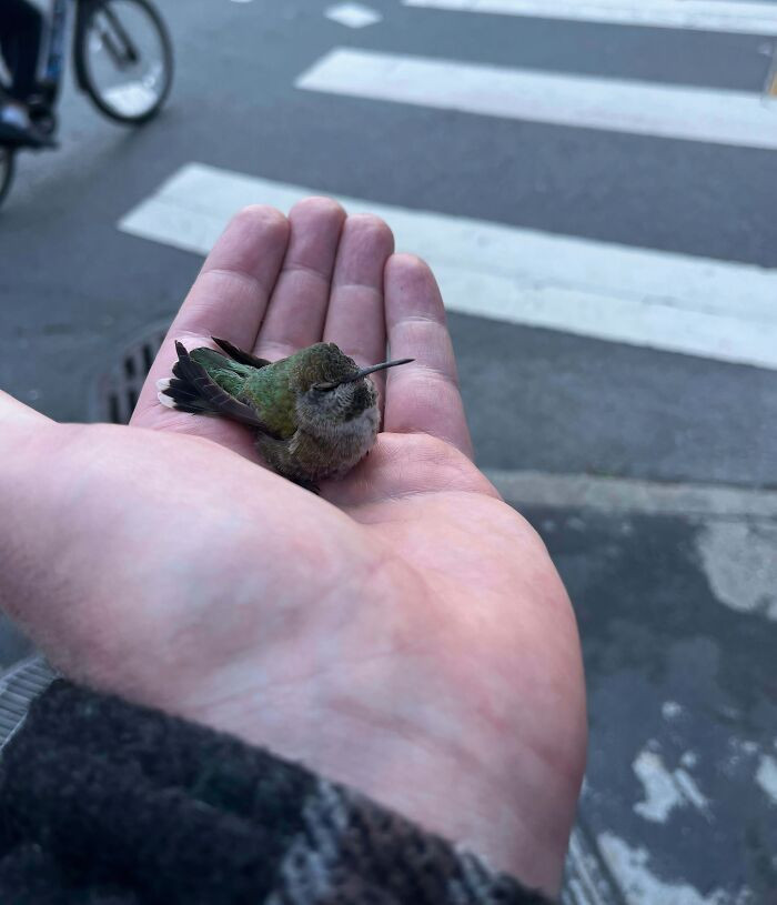 "I Rescued A Cold Hummingbird From The Sidewalk"