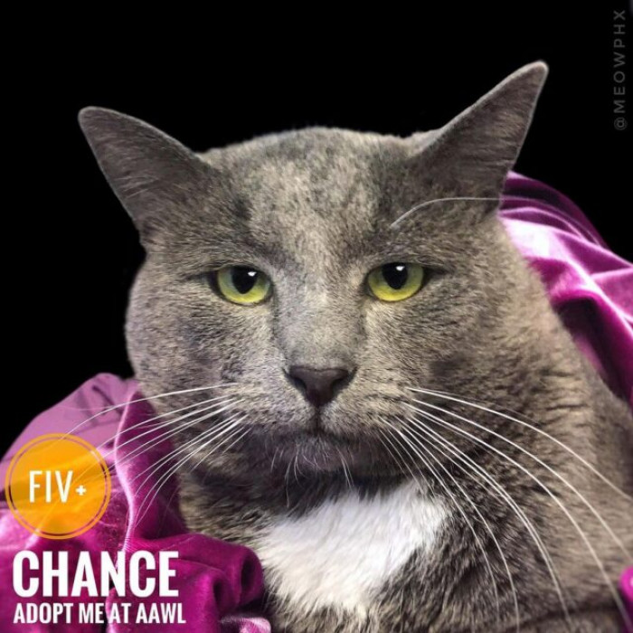 Jen has recreated shelter photographs to catch what makes each cat the individual they are