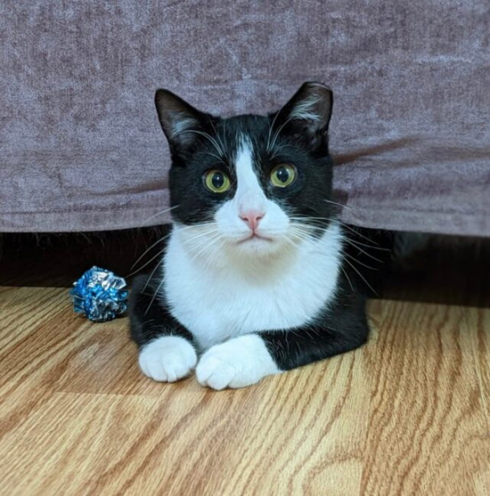 Junior found himself ensnared by TNR magic