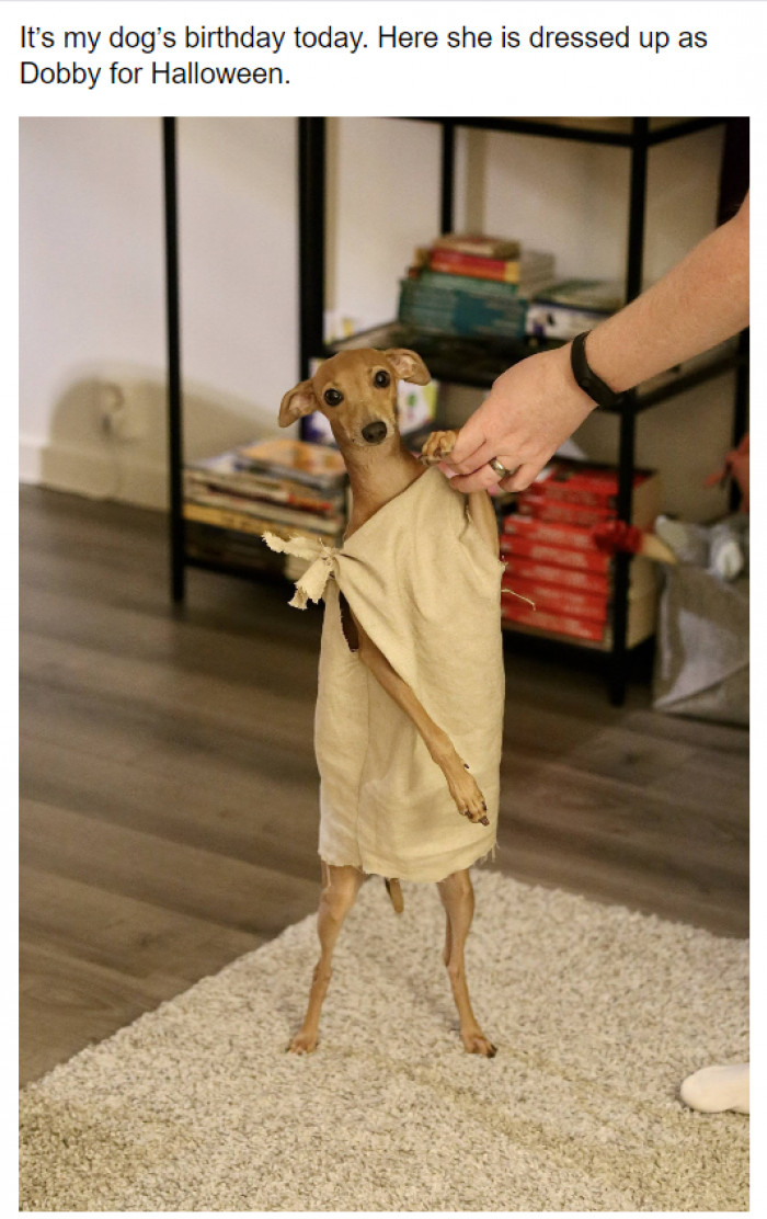6. We're wondering if the dog is also a Harry Potter fan.