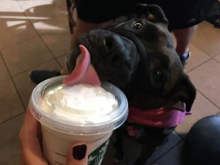 Cute staffie celebrating birthday, playful expression, standing near water and stream