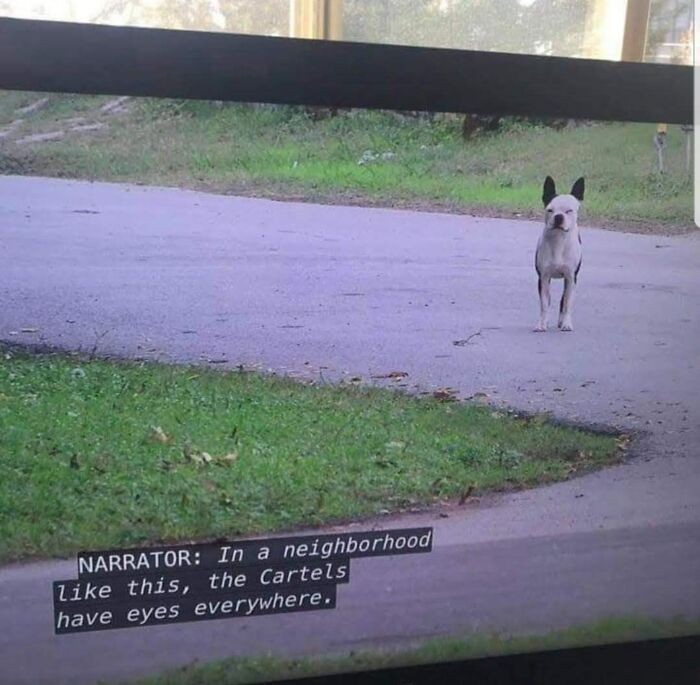 51. Dog with a not-so-wholesome job