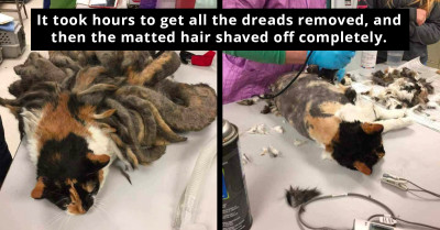 Neglected Cat Sheds 2 Pounds Of Matted Fur After Grooming