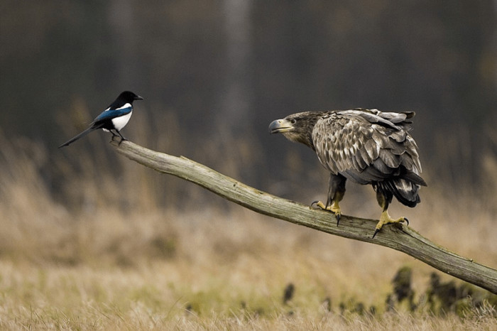 17. "I am your father."