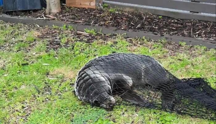 Eventually, Oscar Was Picked Up by the Department of Conservation