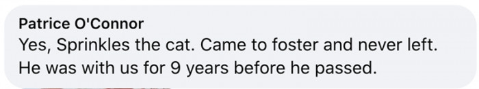 4. All about Sprinkles the cat