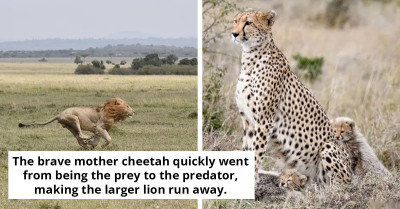 Courageous Cheetah Defends Her Cubs, Chasing Off A Mighty Lion