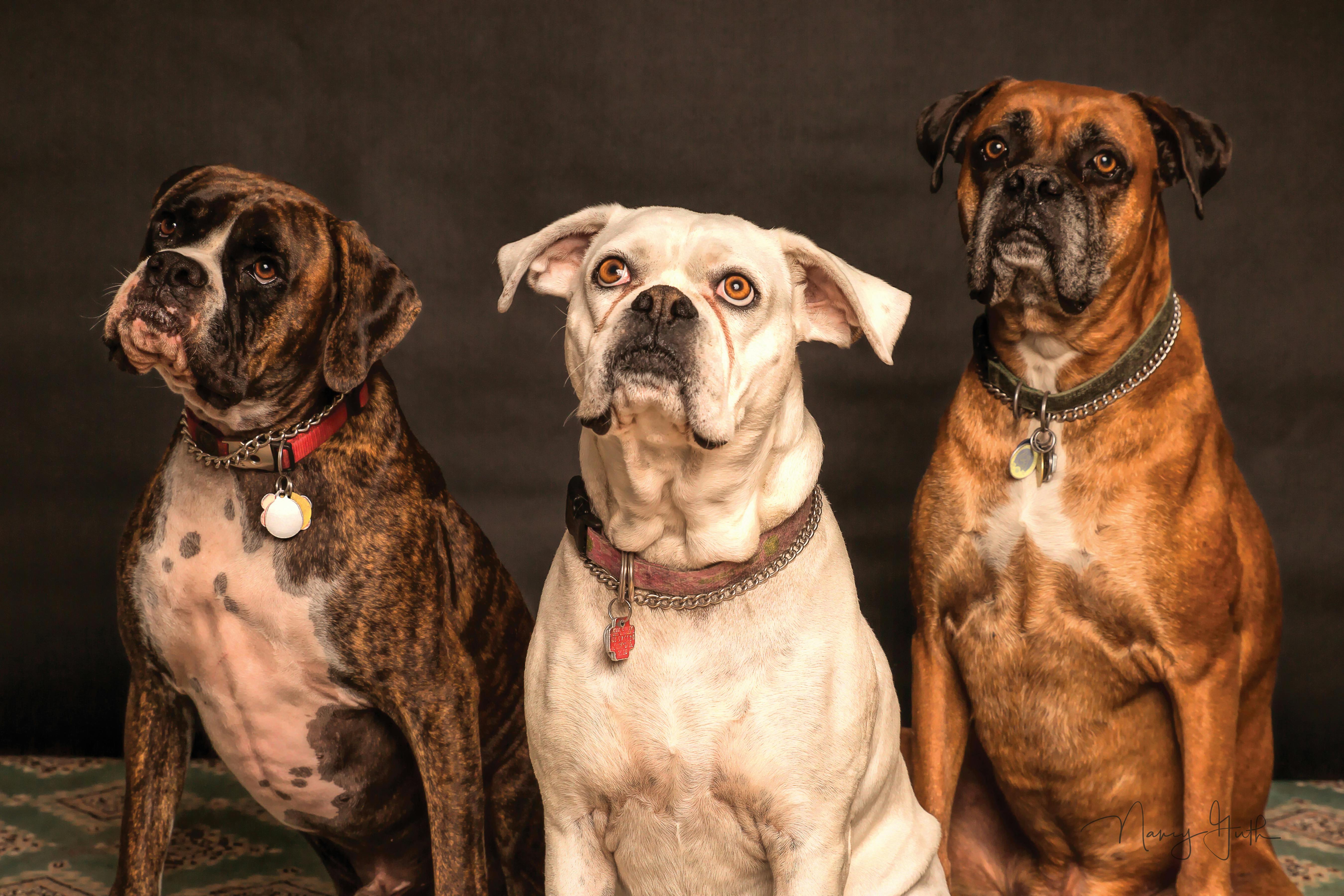 Pet parents often wonder just how deep their dogs’ emotions go.