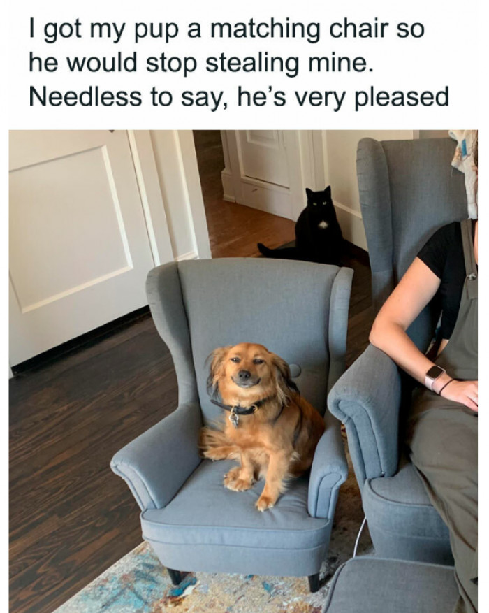 15. Looks like the cat wants a smaller version too.