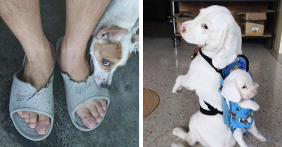 These Animal Photos Hit The Internet At Exactly The Right Second, And They Are Perfect