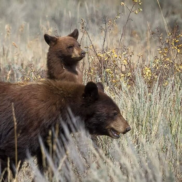 "Black bear and her cub."
