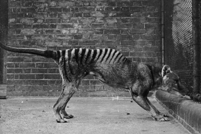 The Now Extinct Thylacine (Tasmanian Tiger/Wolf)