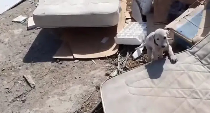 “Look at this beautiful face,” he says, noting that the puppy still has a blue collar on.