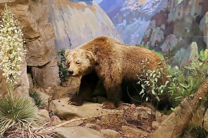 California Grizzly Bear - Extinct 1924