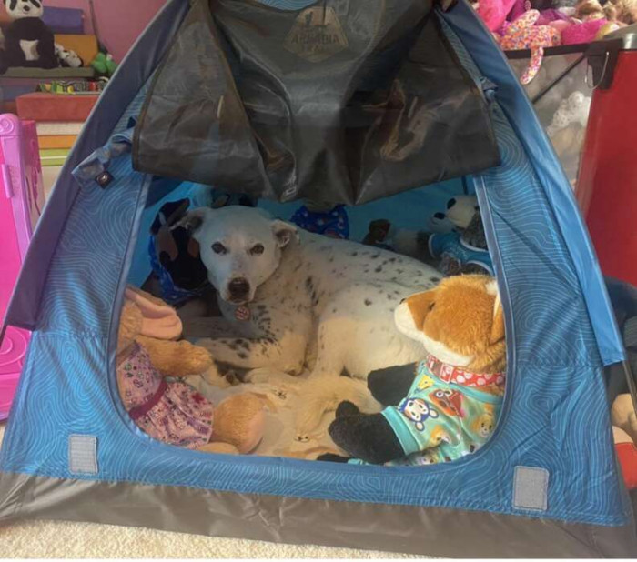 Snoopy doesn’t usually like small spaces, but recently she found a tent that looked too inviting to resist