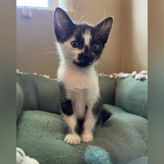 Cabrales the cheesy spotted kitten