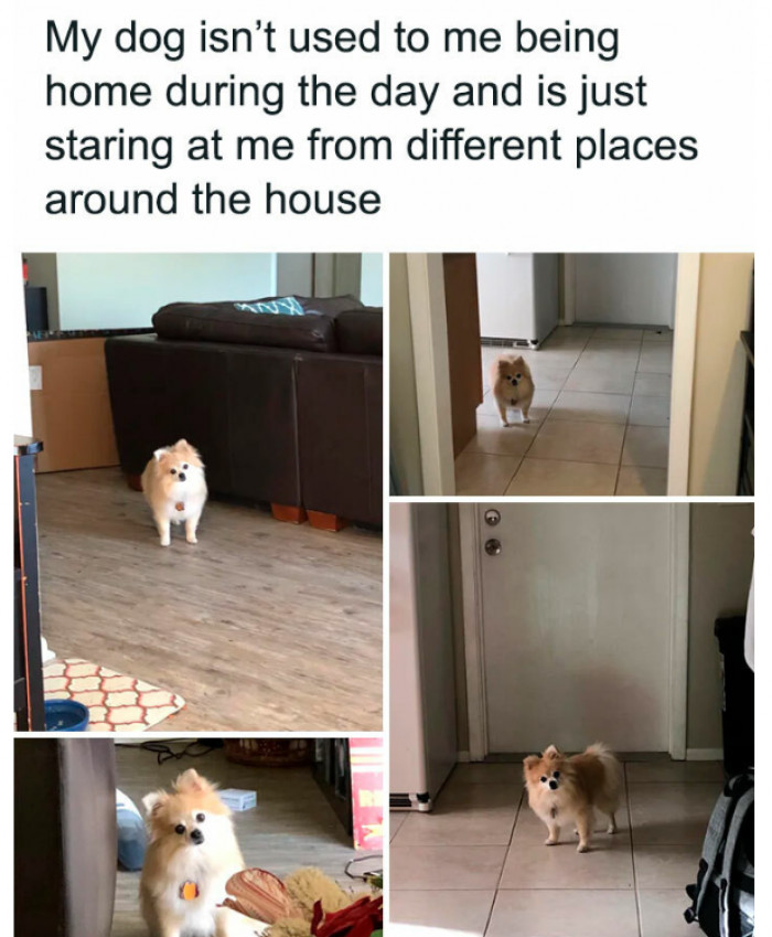 19. Doggo feels that the hooman being there during the day is odd.