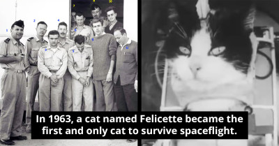 The Extraordinary Journey Of Félicette, The First And Only Feline Astronaut